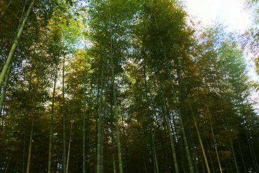 若竹の杜 若山農場の写真