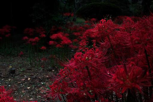 彼岸花 彼岸花の写真