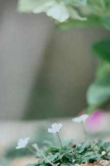 Photo, flower, a flower, plant, 