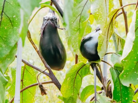 It's eggplant season, JPG