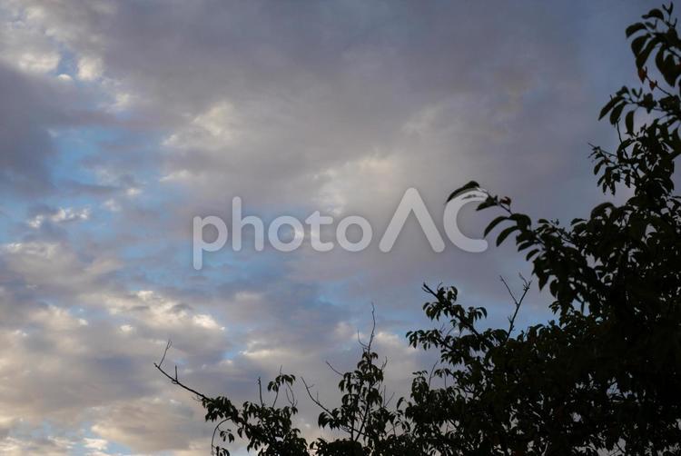 空と木のシルエット 風景,自然,木の写真素材