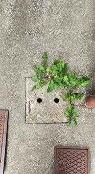 緑の髪 排水口,顔っぽい,顔の写真素材