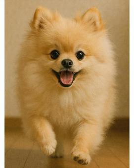 走り出す犬|ポメラニアン|屋内 走り出す犬|ポメラニアン|屋内の写真