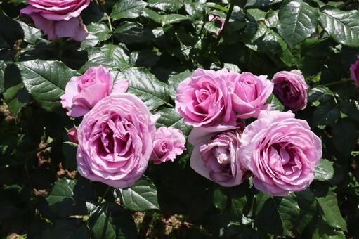 バラ園にて綺麗な薔薇を撮影しました 花,薔薇,自然の写真素材