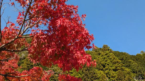 青空とモミジ 紅葉,モミジ,秋の写真素材