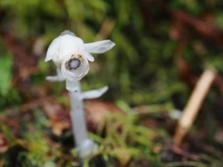 Silver bellflower, JPG