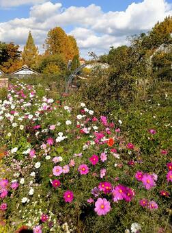 コスモス畑 コスモス,秋,自然の写真素材