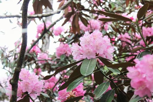 Photo, vivid, spring, poor, 
