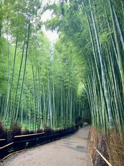 京都嵐山の竹林の小径 京都嵐山の竹林の小径の写真