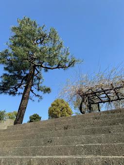 青空と階段と松の木 青空と階段と松の木 青空,松,階段の写真素材