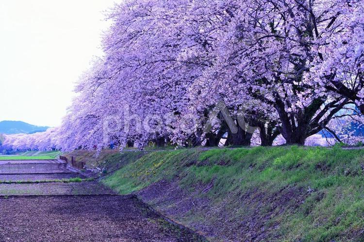 満開の桜並木（栃木永野川堰堤） 桜,桜並木,堰堤の写真素材