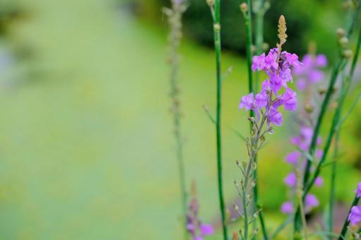 庭に咲く紫の花 庭に咲く紫の花の写真