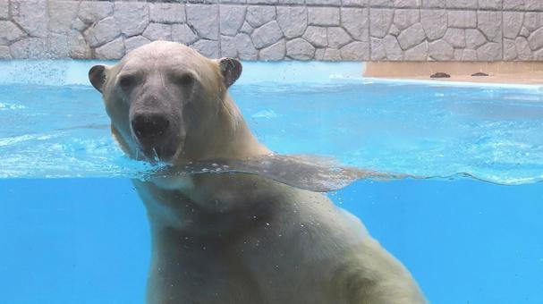 夏の動物園 泳ぐシロクマ 夏の動物園 泳ぐシロクマ シロクマ,ホッキョクグマ,白熊の写真素材