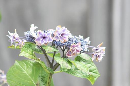 アジサイの写真