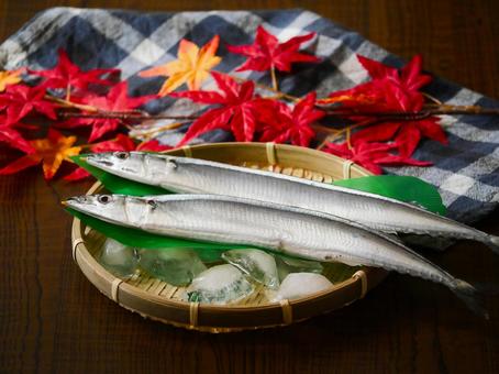 生秋刀魚.5 生秋刀魚.5 秋刀魚,生魚,魚の写真素材
