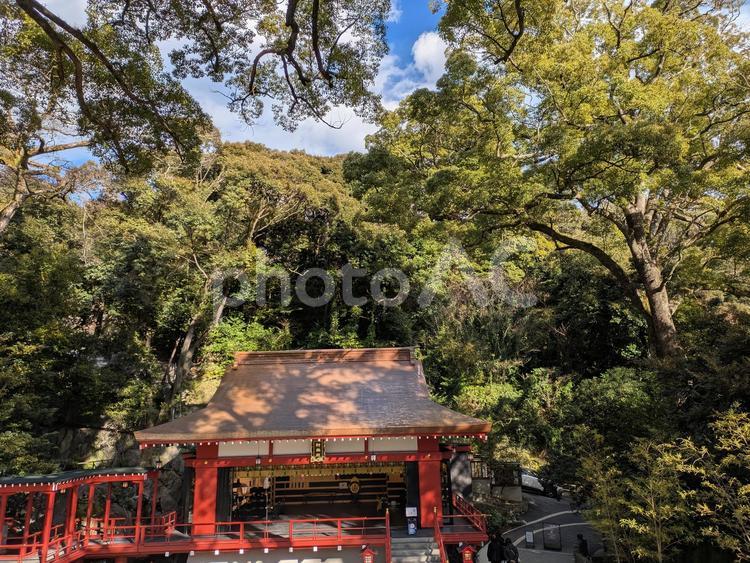 神殿と緑 神社,来宮神社,神殿の写真素材