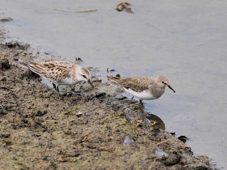 トウネンの写真