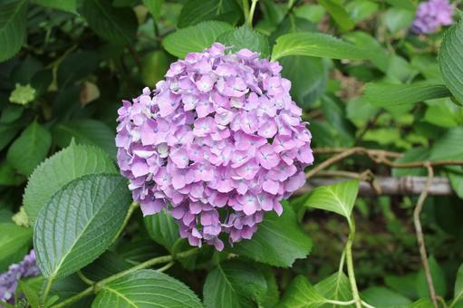 Hydrangea 42, JPG