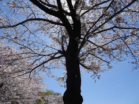 Photo, april, cherry blossoms, petal, 