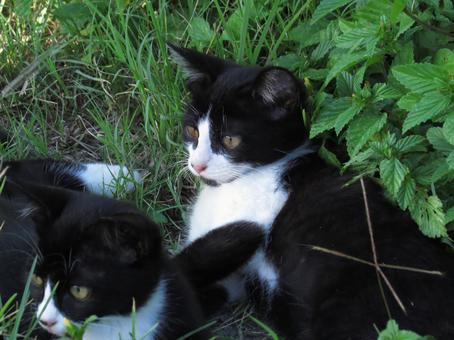 Park cat Naha City, Okinawa Prefecture, JPG Park cat Naha City, Okinawa Prefecture, JPG