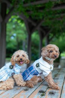 夏の公園で散歩するトイプードル 夏の公園で散歩するトイプードル トイプードル,トイプー,パピーの写真素材