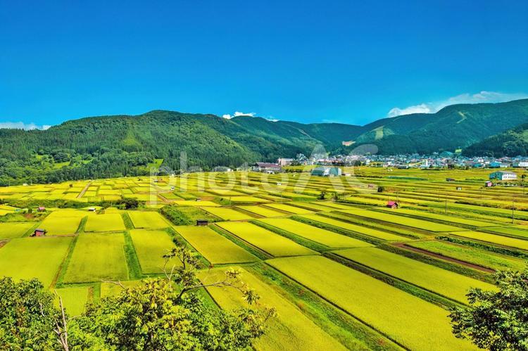 棚田と里山、野沢温泉村の美しい風景 野沢温泉,棚田,秋の写真素材