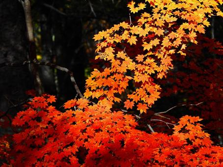 紅葉（瑞牆山） 紅葉,秋,10月の写真素材