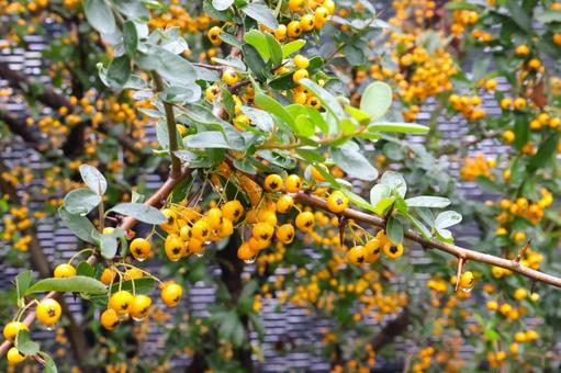 ピラカンサ(タチバナモドキ)の黄色い実 ピラカンサ(タチバナモドキ)の黄色い実 ピラカンサ,ピランカンサス,タチバナモドキの写真素材