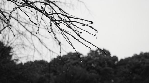 雨上がりに雫をつける枯れ枝の写真