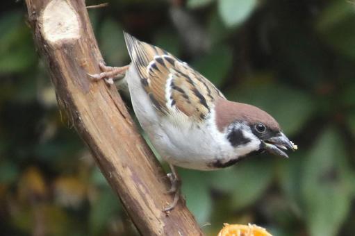 とまり木のスズメ 自然,野鳥,小鳥の写真素材