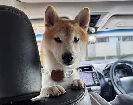 助手席から顔を覗かせる柴犬 柴犬,犬,ペットの写真素材