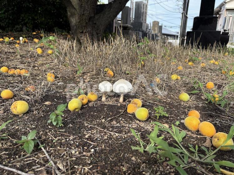 きのこと梅 きのこ,梅,毒キノコの写真素材