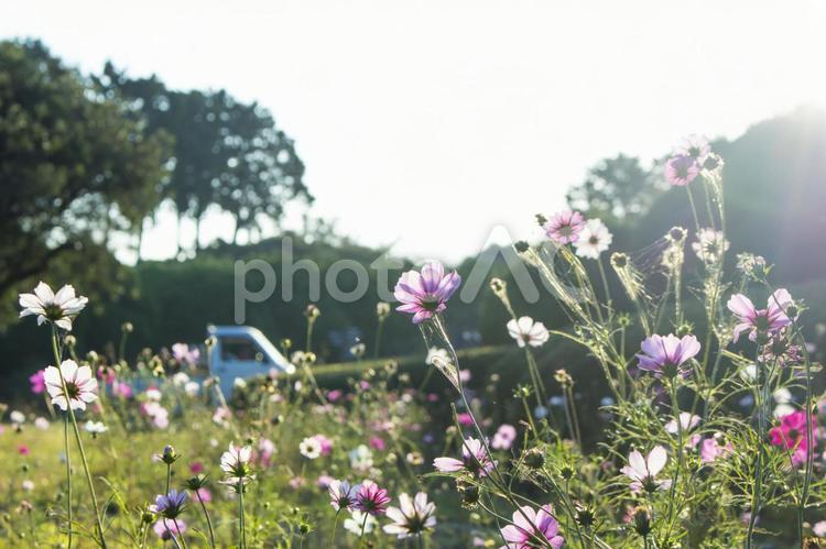 コスモスのある暮らし コスモス,花,逆光の写真素材