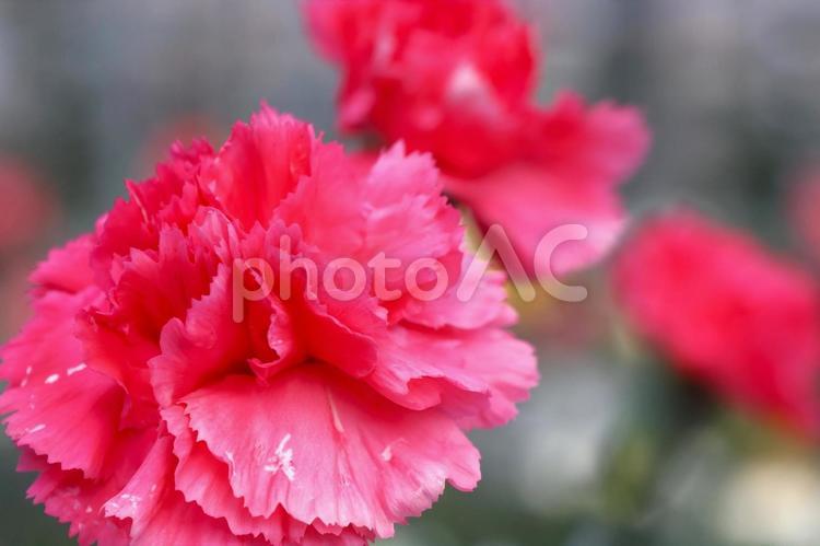 １月下旬の温室のカーネーションの花 カーネーション,花,植物の写真素材