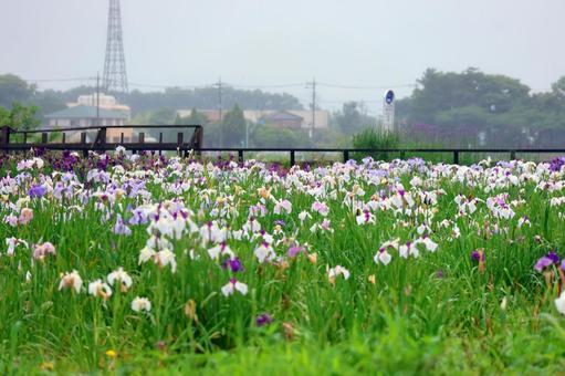Iris Flowers 25-24, JPG