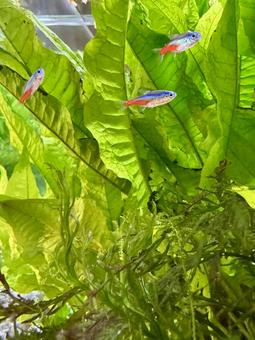 大きな水槽でゆったりと泳ぐ熱帯魚 大きな水槽でゆったりと泳ぐ熱帯魚 熱帯魚,ネオンテトラ,グッピーの写真素材