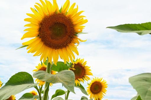 ひまわり畑６ ひまわり,向日葵,ひまわり畑の写真素材