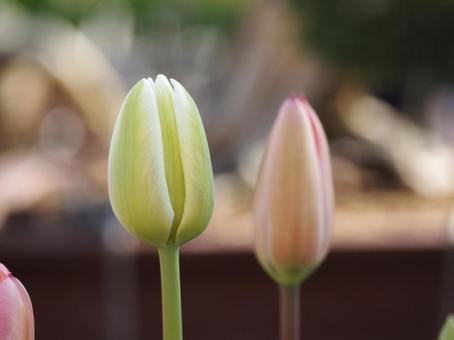 春の花 チューリップ つぼみ⑮ 春の花 チューリップ つぼみ⑮の写真