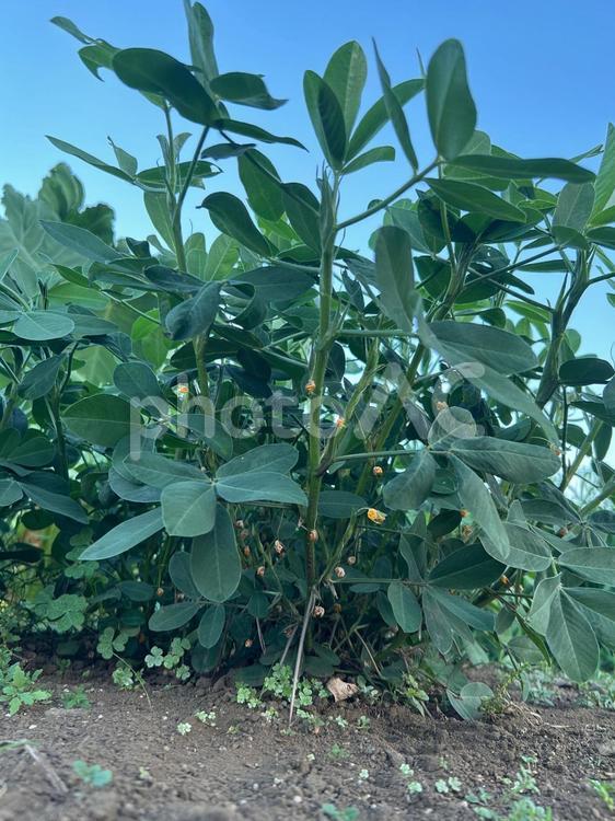 市民農園の落花生の栽培 落花生,豆,食べ物の写真素材