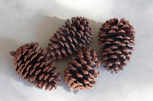 まつぼっくり 松ぼっくり,木の実,植物の写真素材