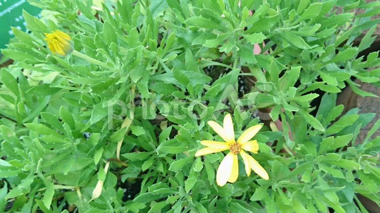 ひとりぼっちの花 ひとりぼっち,ハーブ,フィールドの写真素材