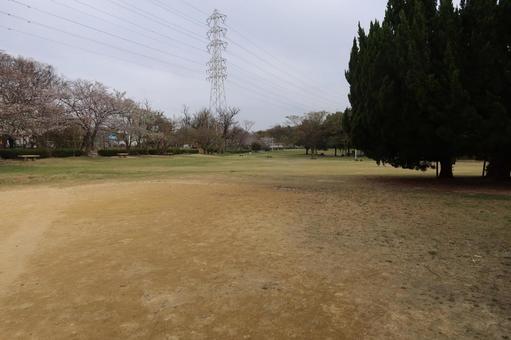 4月初旬の公園の芝 4月初旬の公園の芝の写真
