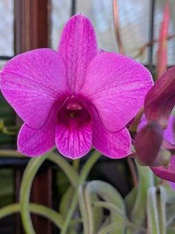 花　ラン 花,植物,野外の写真素材