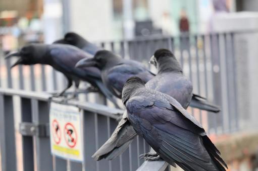 カラス 鳥,野鳥,野生の写真素材