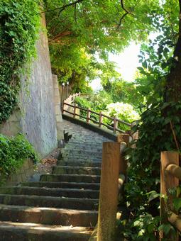 木陰 夏,真夏,自然の写真素材