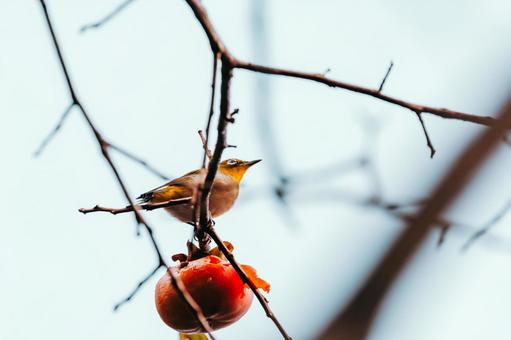 柿とメジロで秋を感じますね メジロ,野鳥,小鳥の写真素材
