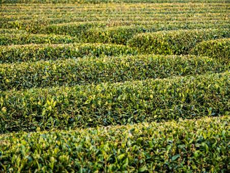 所沢の茶畑 所沢の茶畑の写真