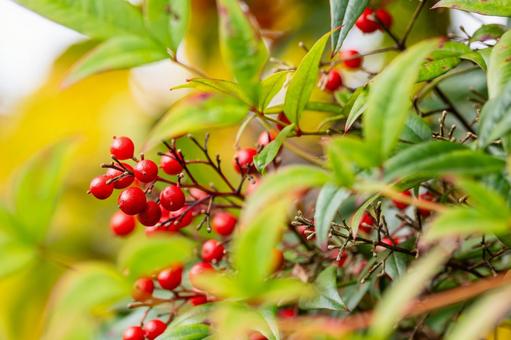 ナンテンの実⑷ 実,ナンテン,植物の写真素材
