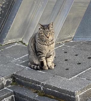猫 猫の写真