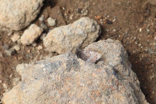 ダイセツタカネヒカゲ ダイセツタカネヒカゲ,昆虫,蝶の写真素材